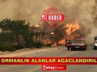 "Yanan ormanlık alanlar ağaçlandırılmıyor"