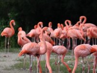 Adaya Pembe Flamingo Ziyaretleri Başladı