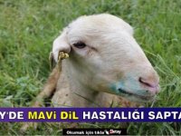 Güney Kıbrıs'ta Mavi Dil Hastalığı Saptandı