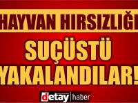 İskele'de hayvan hırsızlığı, 3 tutuklu!