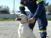 Afet kurtarma görevlerinde arama çalışmalarının yüzde 70'ini köpekler yapıyor