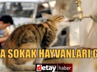 4 Nisan Dünya Sokak Hayvanları Günü