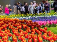 Keukenhof kapılarını ziyaretçilere açtı