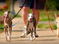 Araştırma: Hangi cins ve ne tür köpekler daha uzun yaşıyor?