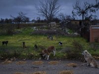 Rusya'da sokak köpeklerinin uyutulması kararının ardından sahiplenme yarışı