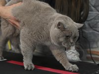 Obez kedi "Şiraz" pilates yaparak ve yüzerek zayıflıyor