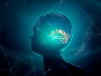 İnsan beyninden "yaşayan bilgisayar" üretildi