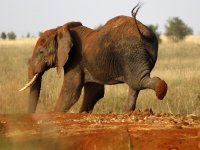 Araştırma: Filler de insanlar gibi birbirlerine isimle hitap ediyor