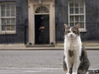 İngiltere'de beş başbakan deviren kedi Larry hala görev başında