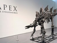 Stegosaurus fosili rekor kırarak 44,6 milyon dolara satıldı