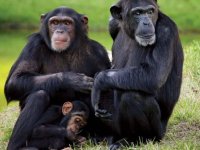 Şempanzeler 'insan gibi' sohbet ediyor