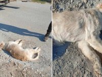 Barolar Birliği ve Altın Patiler: Paşaköy’de bir köpek silahla vurulup katledildi