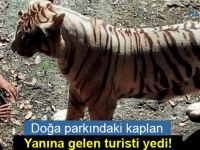 Doğa parkındaki kaplan, yanına gelen turisti yedi