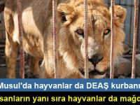 Musul'da hayvanlar da DEAŞ kurbanı