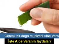 Gerçek bir doğa mucizesi Aloe Vera! İşte Aloe Veranın faydaları