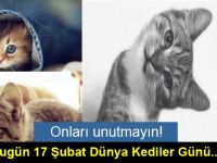 Bugün 17 Şubat Dünya Kediler Günü...