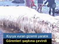 Kıyıya vuran gizemli yaratık görenleri şaşkına çevirdi