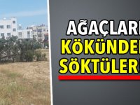 Ağaçları kökünden söktüler!..