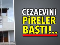 Cezaevini pireler bastı!..