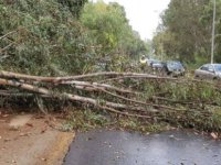 Rüzgardan Mağusa'da ağaç dalları kırıldı