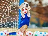 Kaleciyi gol yemekten sahaya giren köpek kurtardı (video)