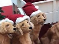 Golden Retriever'ların Noel'i: Robot köpeklerin arasında kamufle oldular (video)