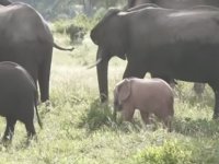 Güney Afrika’da pembe fil yavrusu böyle görüntülendi (Video)