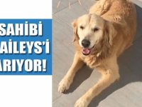 Sahibi, Baileys’i arıyor!