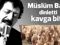 Tavuklara Müslüm Gürses dinletti, tavuklar kavgayı bırakıp yumurtlamaya başladı