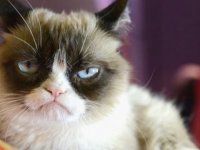 Sosyal medya fenomeni ‘Grumpy Cat’ hayatını kaybetti