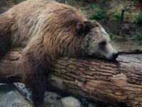 Rusya’da ayı, balık fabrikası çalışanlarını böyle korkuttu (Video)