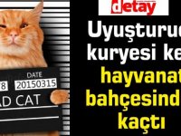 Uyuşturucu kuryesi kedi,hayvanat bahçesinden kaçtı