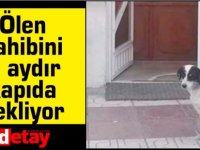 Ölen sahibini 6 aydır kapıda bekliyor