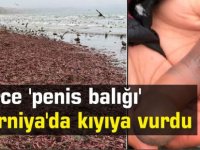 Binlerce 'penis balığı kıyıya vurdu