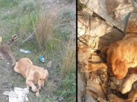 Dikmen Çöplüğünde Terk Edilmiş 30 Köpek Kurtarıldı