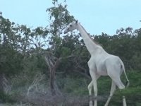 Kenya'da, dünyada nadir görülen 2 beyaz zürafa avcılar tarafından katledildi!