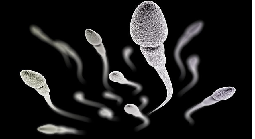 sperm-88.jpg