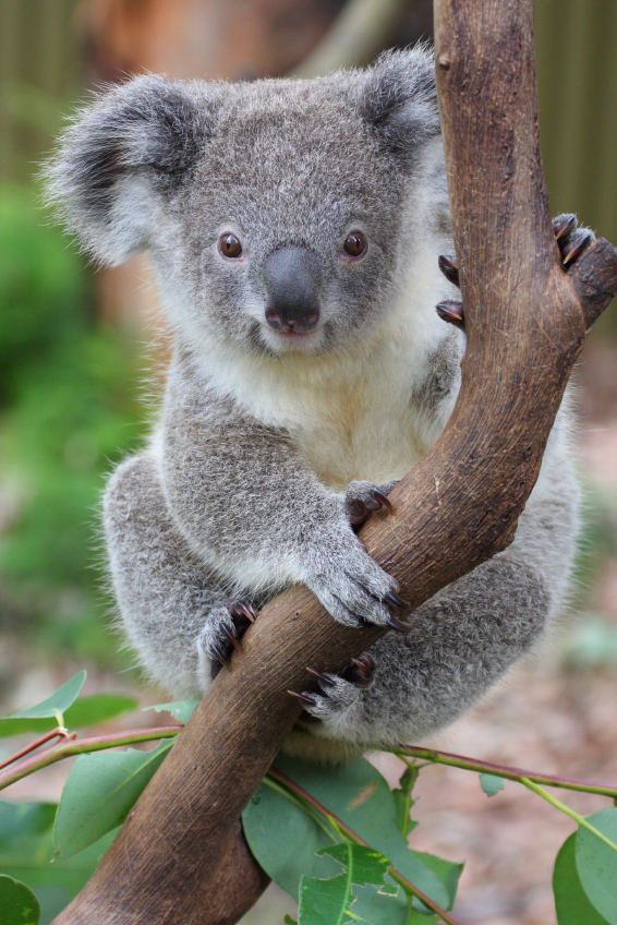 koala2[1]
