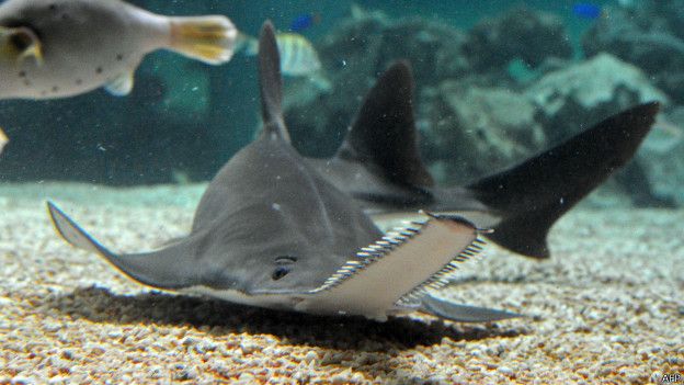 Burada bir akvaryumda görülen ince dişli testere balığı, nesli tükenmekte olan hayvanlardan. 